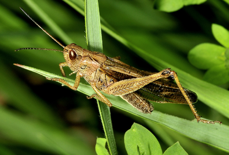 Acrididae: cfr. Chorthippus sp.